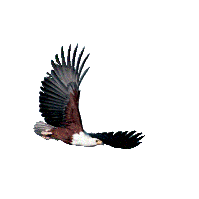 Image result for eagle flying gif